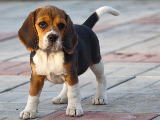 Cartoon Beagle Wallpaper Pictures To Like Or Share On