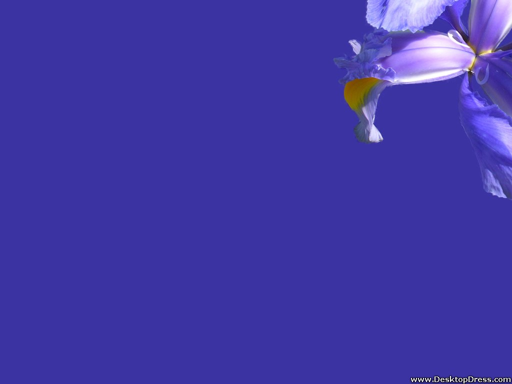 Desktop Wallpaper 3d Background Iris Blue Desktopdress