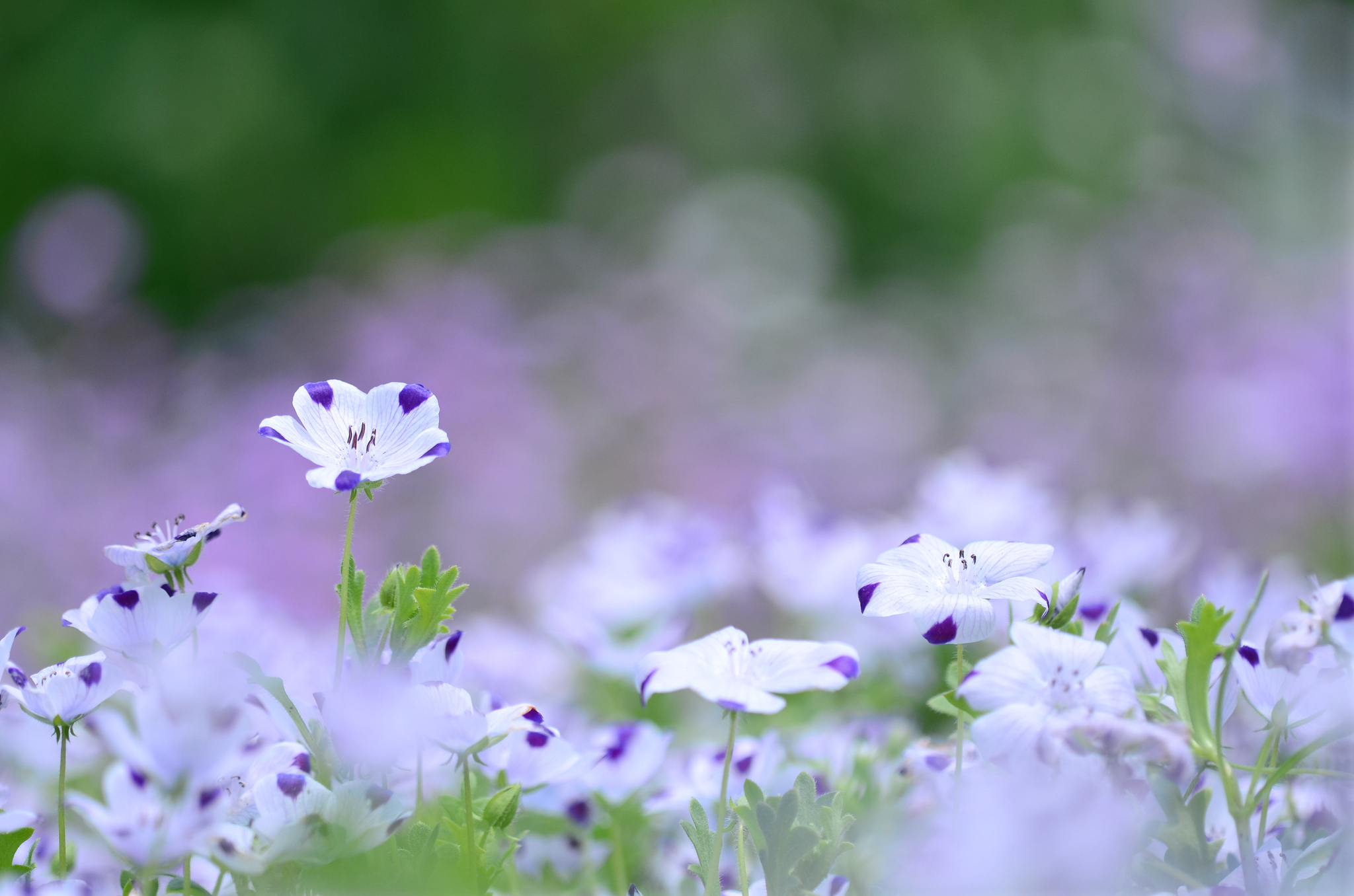 Wallpaper flowers white purple lilac the color of flax meadow
