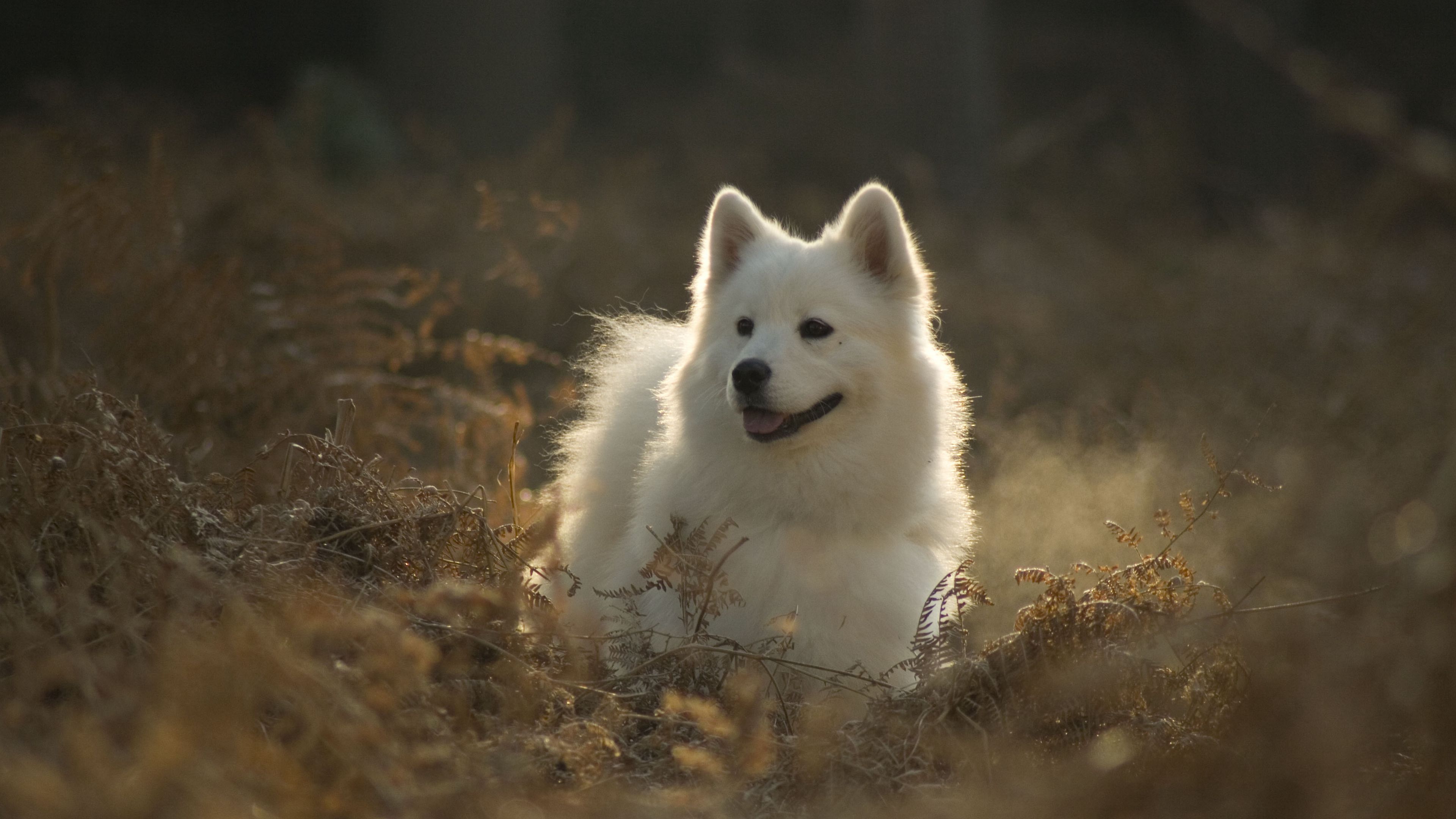 Free download Wallpaper ID 2690 samoyed dog dog cute protruding ...