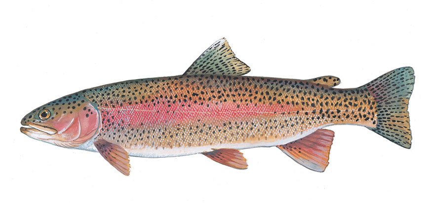 Rainbow Trout Click To Enlarge Photo
