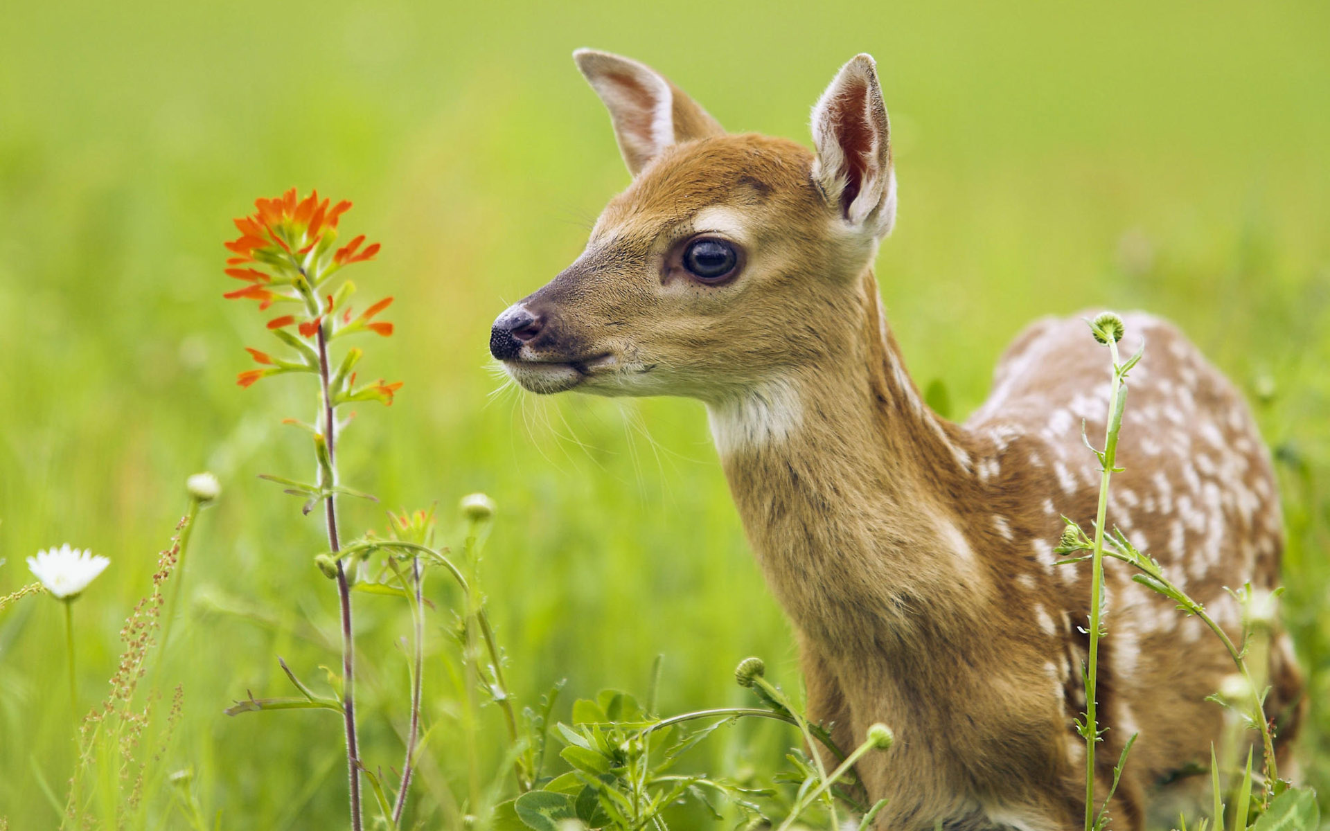 Desktop HD Deer Background Wallpaper