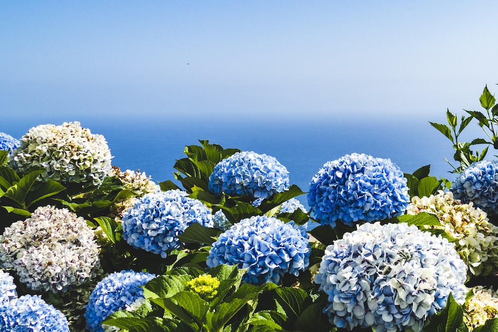 750 Hydrangea Pictures [HQ] Download Free Images on