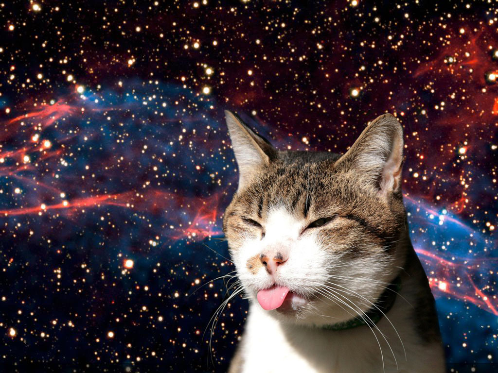 Cats In Space Wallpaper Image Pictures Findpik