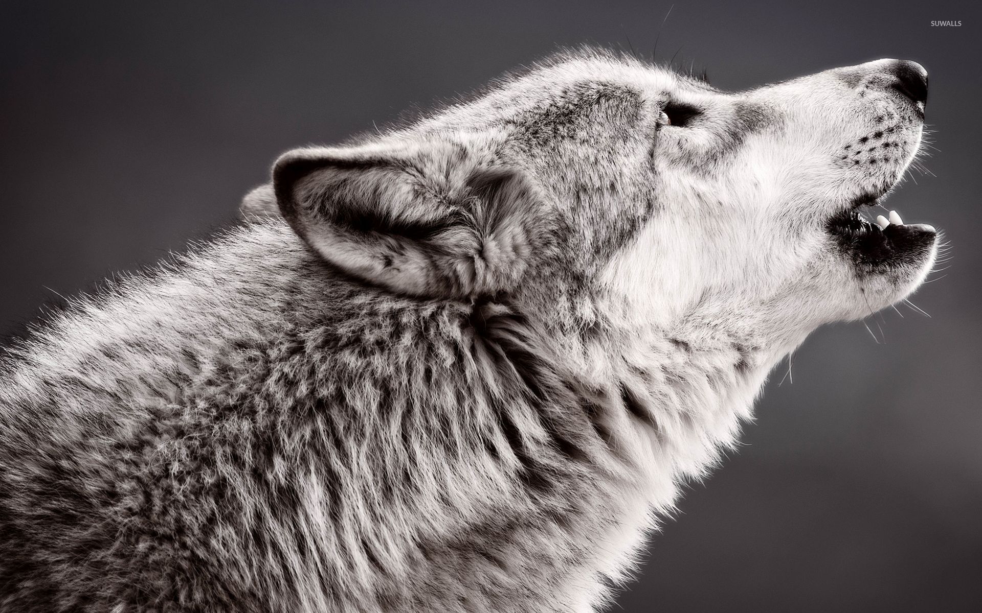 Wolf Howling Wallpaper Animal