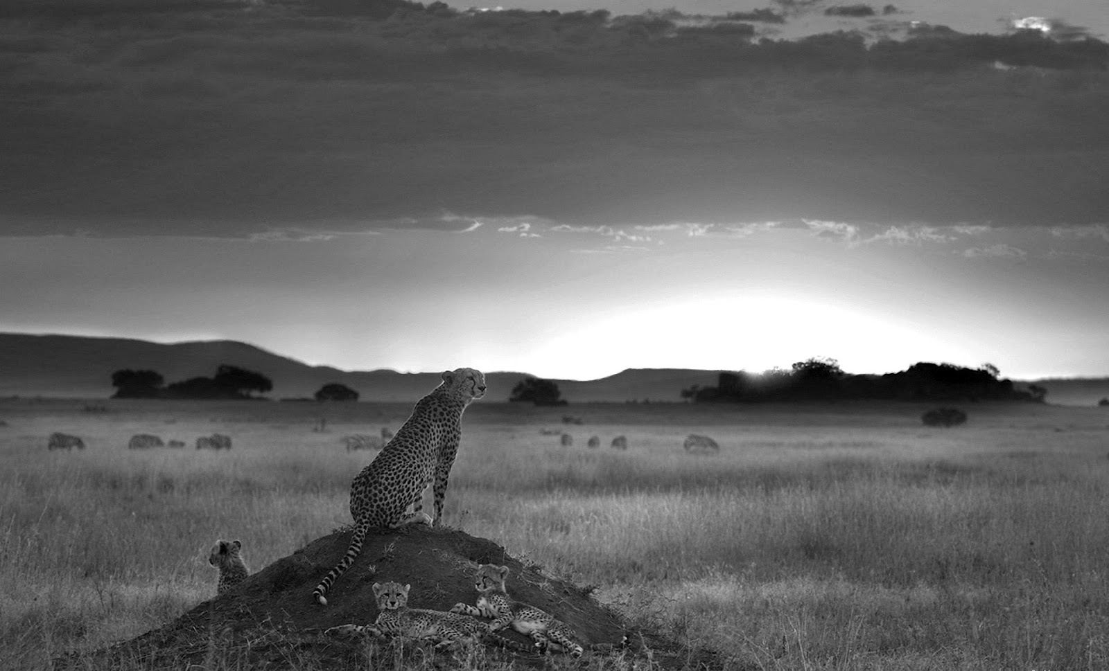 Cheetah Black And White Wallpaper Photography