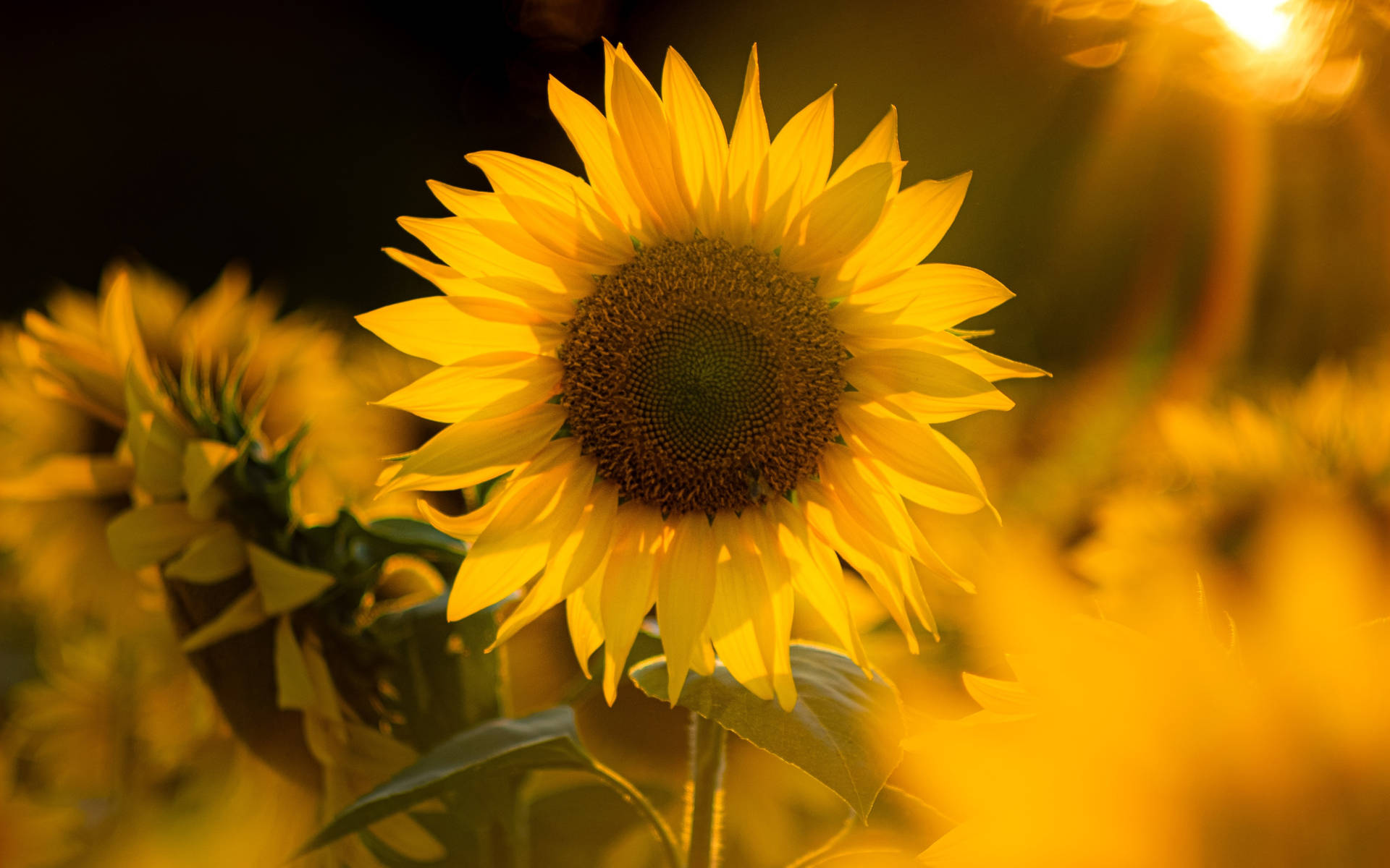 The Beauty Of Sunflowers And Roses Wallpaper