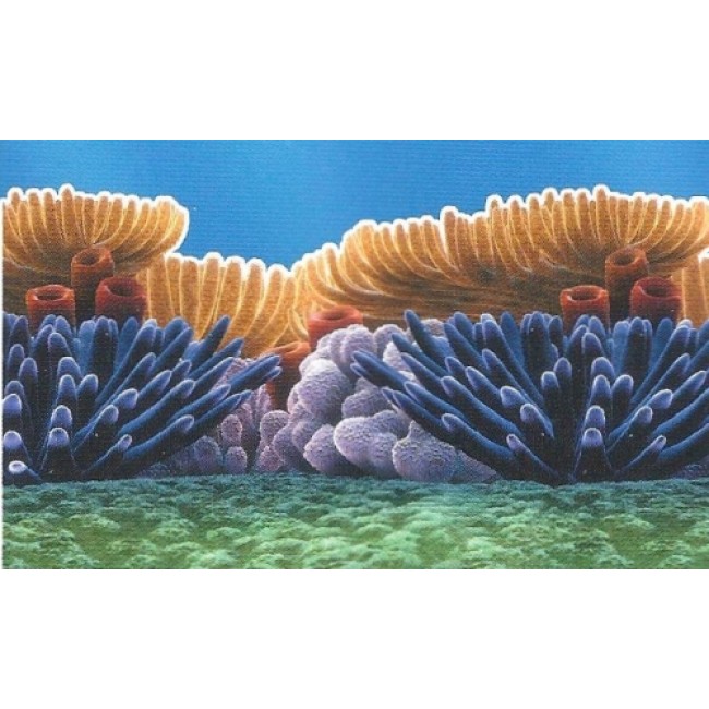 Free download Large Prepasted Under the Sea Coral Border All 4 Walls