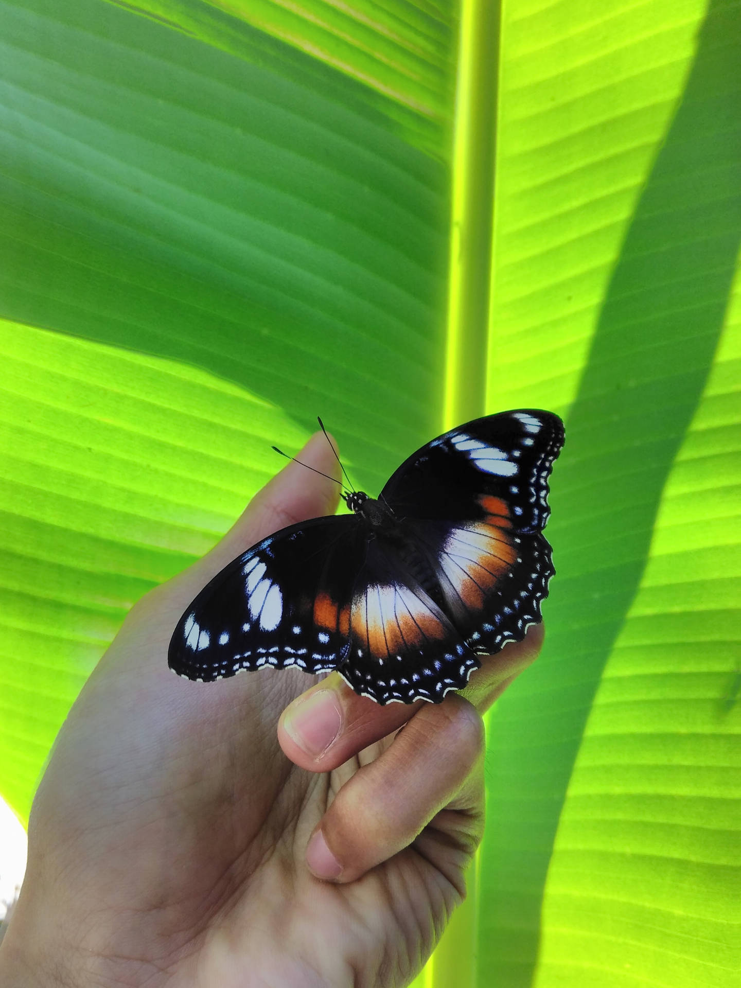 Aesthetic Butterfly Wallpaper