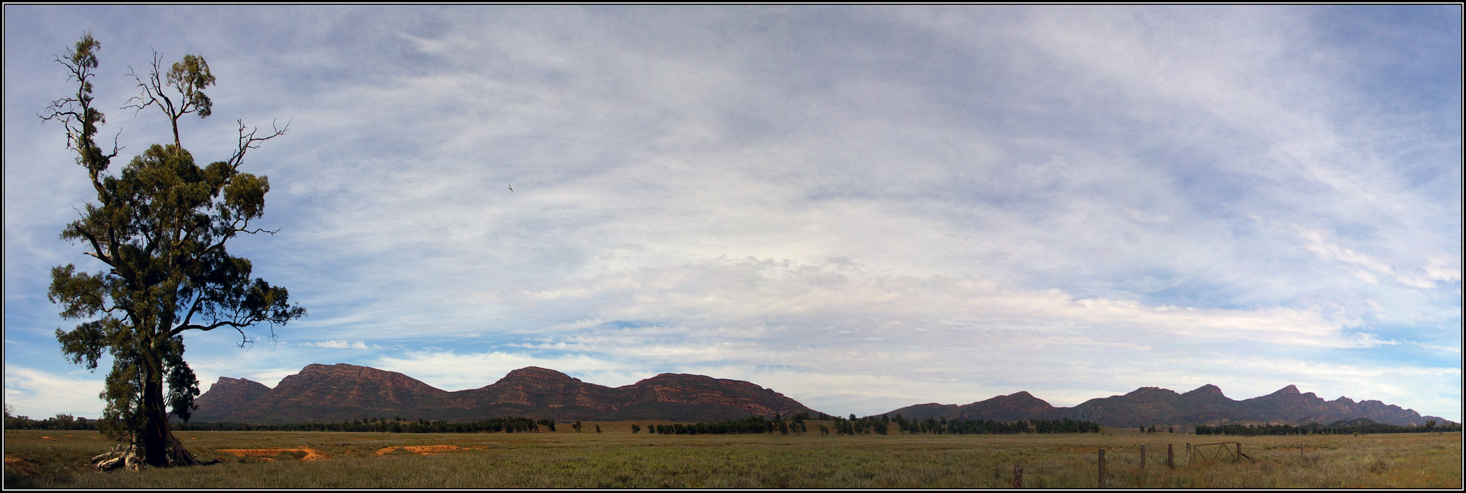 File Panorama Showing The Cazneaux Tree With Wilpena Pound In