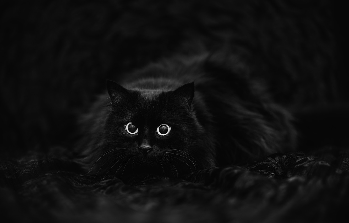 Wallpaper Cat Black Background Image For Desktop