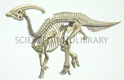 dinosaur skeleton wallpaper dinosaur skeleton 2880x1800 wallpaper Car