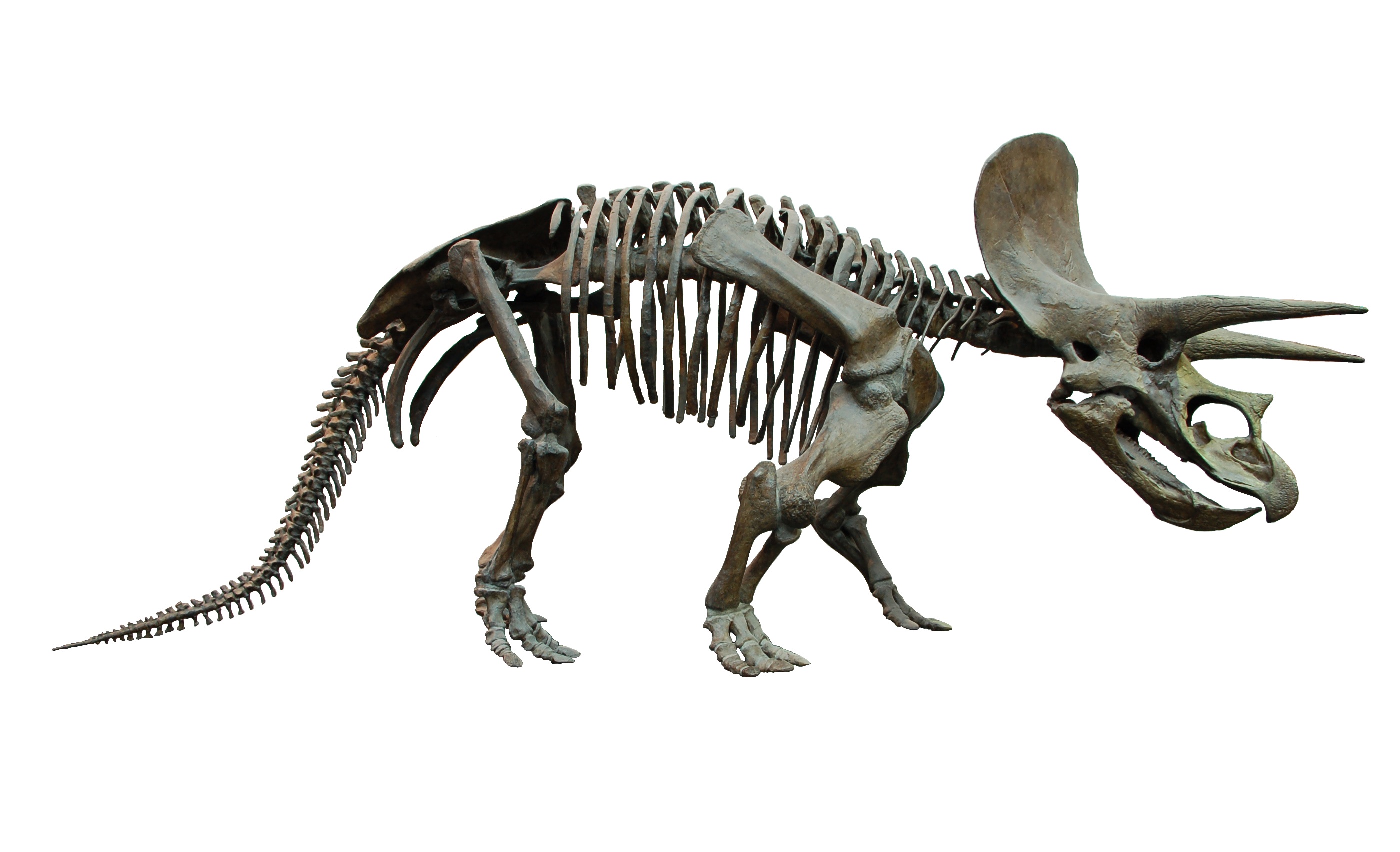File Triceratops Skeleton Senckenberg White Background Jpg
