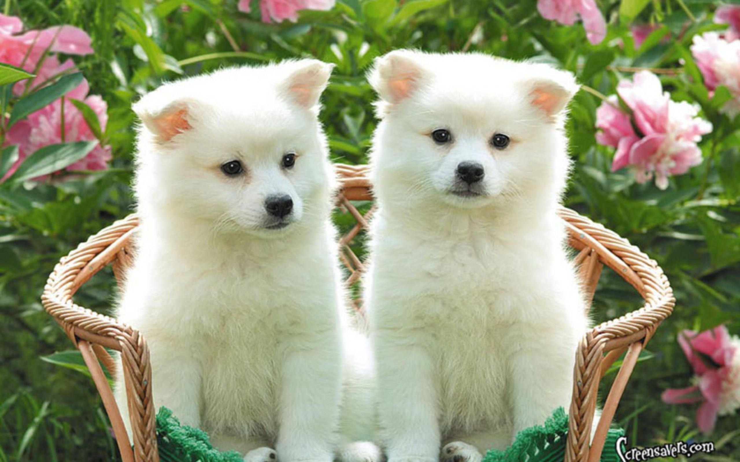Two adorable white puppies sitting in a wicker chair in a garden