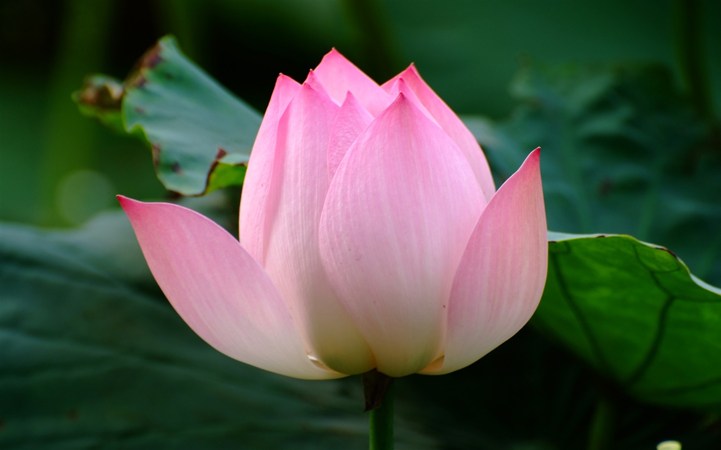 The Lotus Rebar Works Description Rose Garden Of