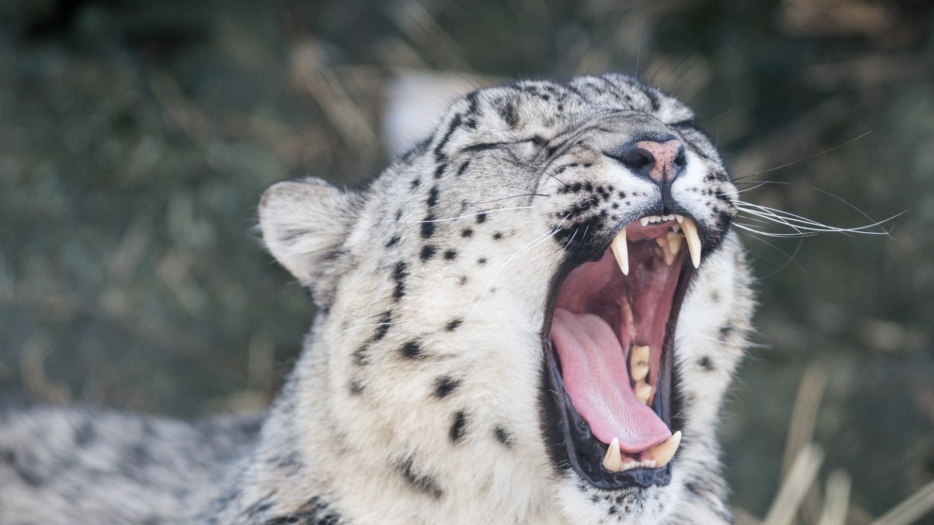 Wallpaper Snow Leopard Wild Cat Predator