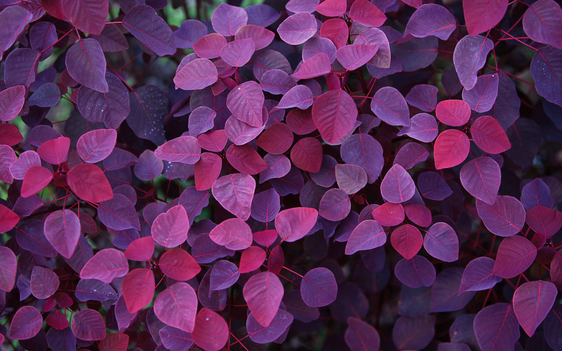 Cool Purple Background Image HD Wallpaper