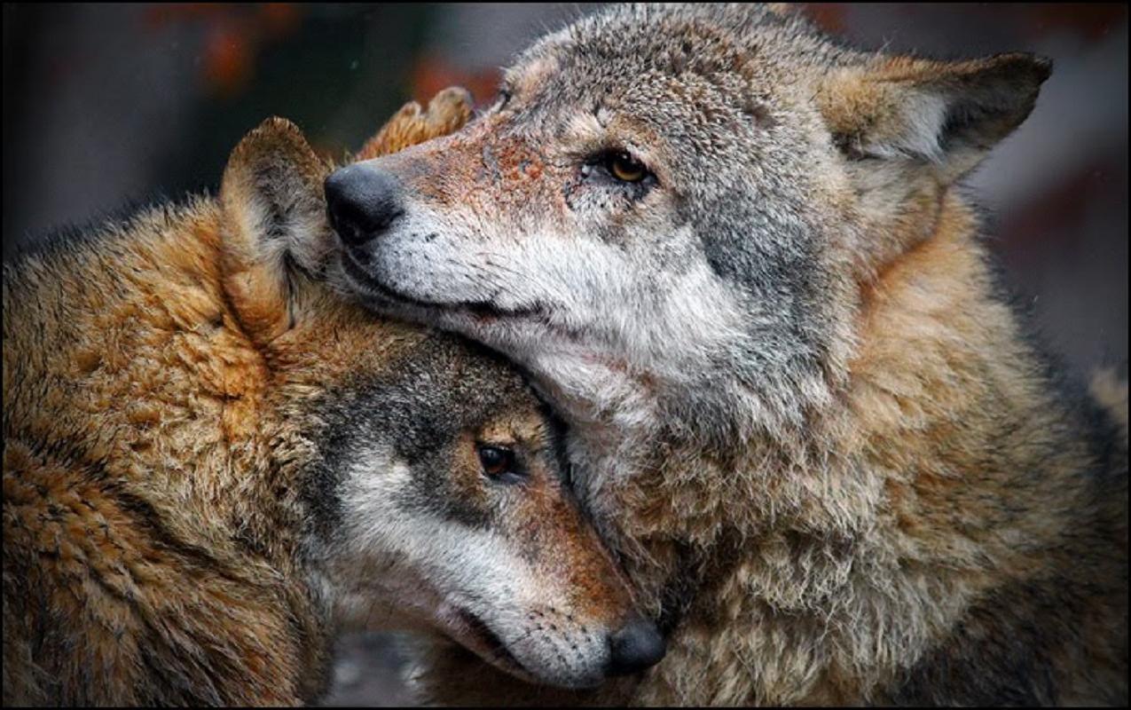 Wolf Love Lovers