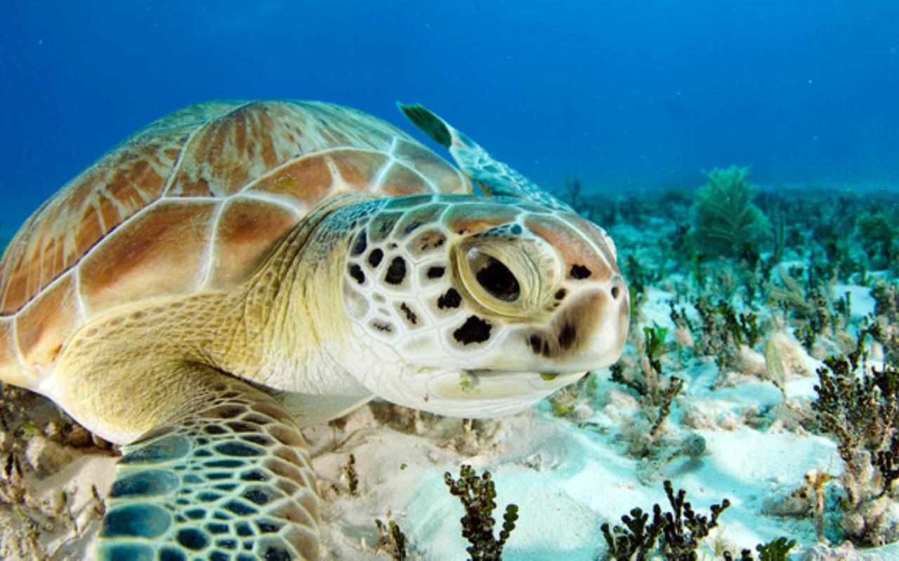 Touch Sea Turtle Live Wallpaper For Android Htc First New