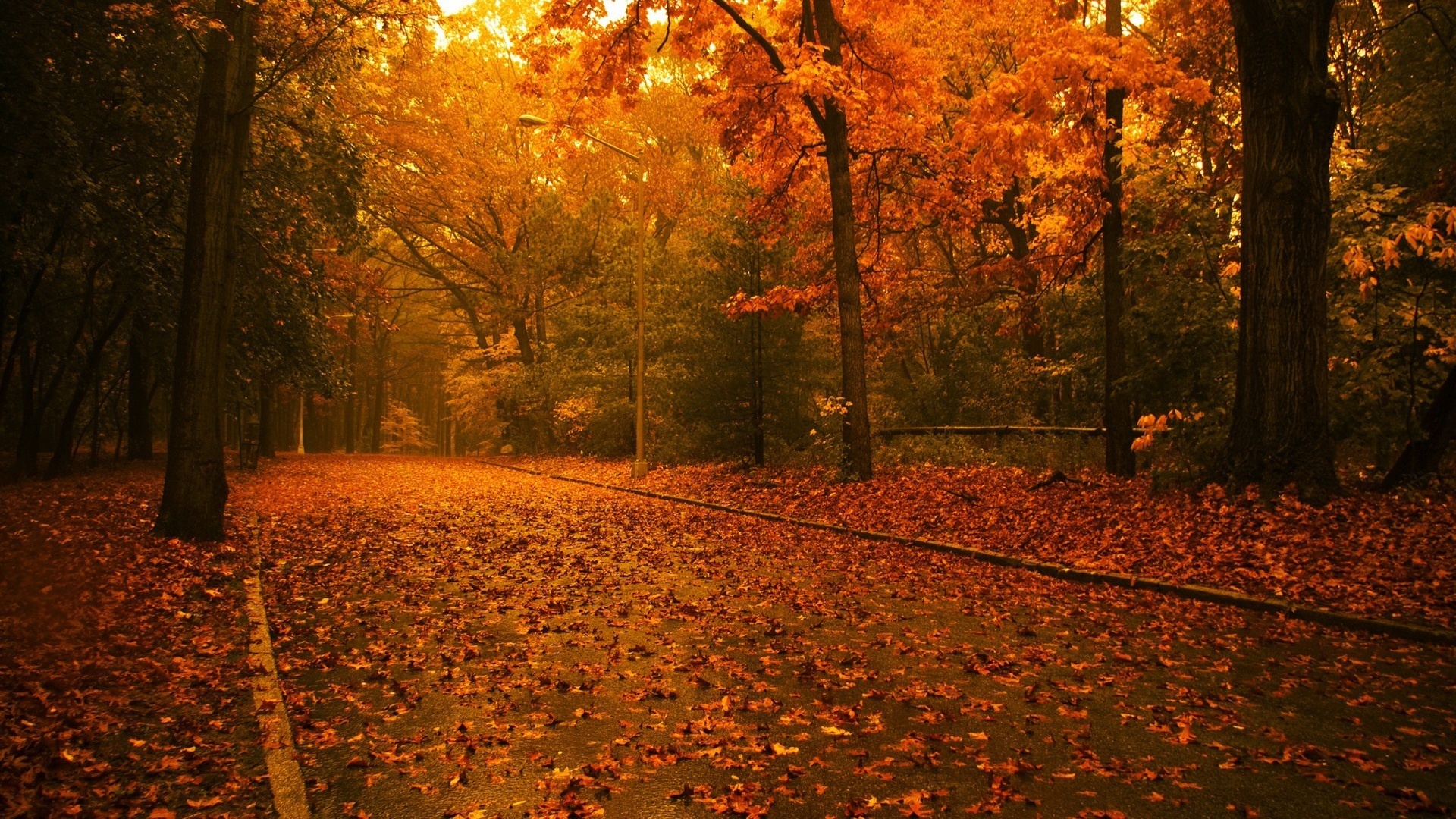 Trees In Autumn Wallpaper