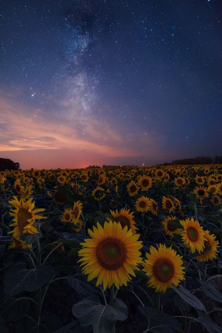 A Summer Night In Sunflower Field Hokkaido Japan