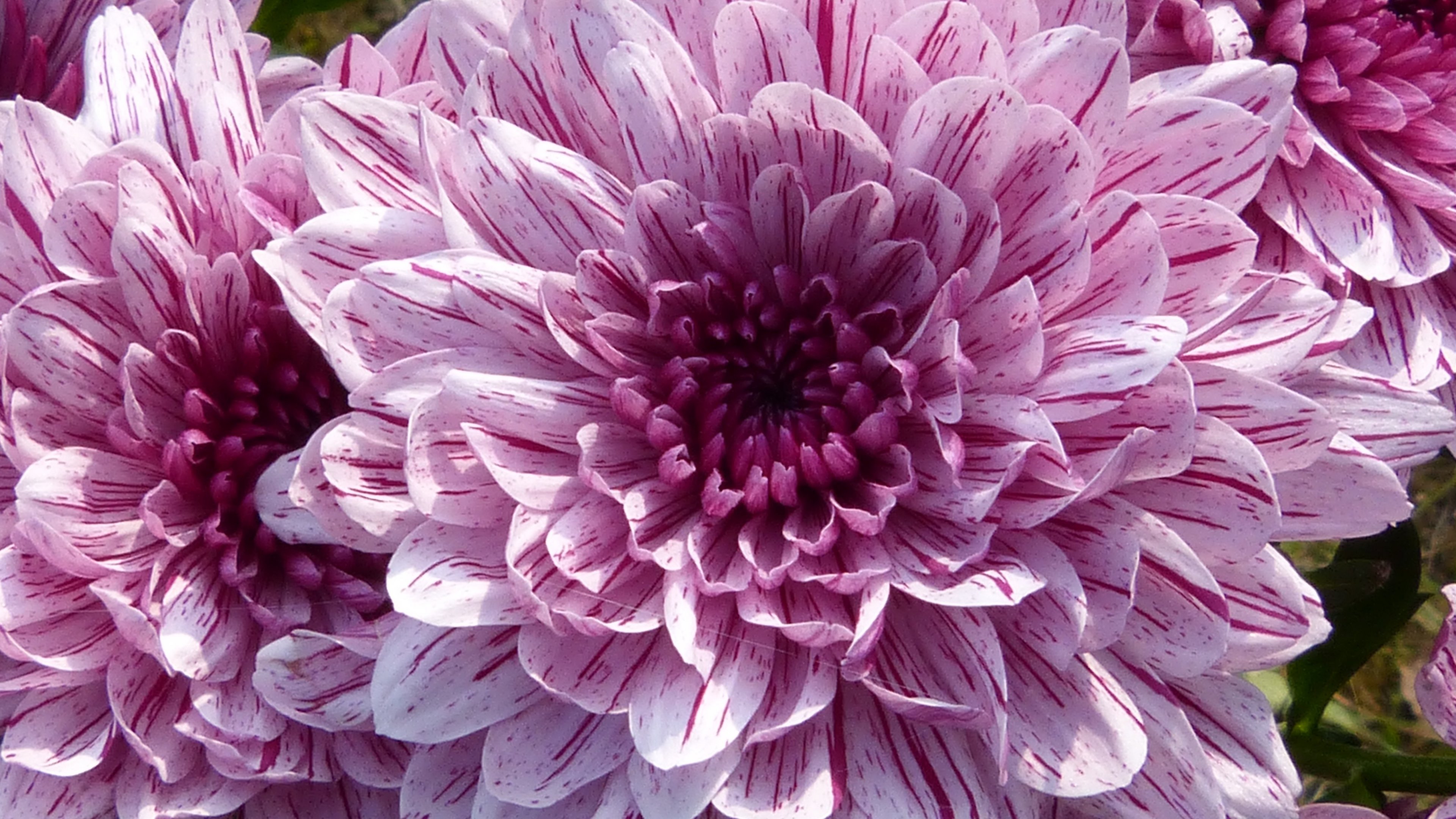 Purple Blooming Dahlia Wallpaper