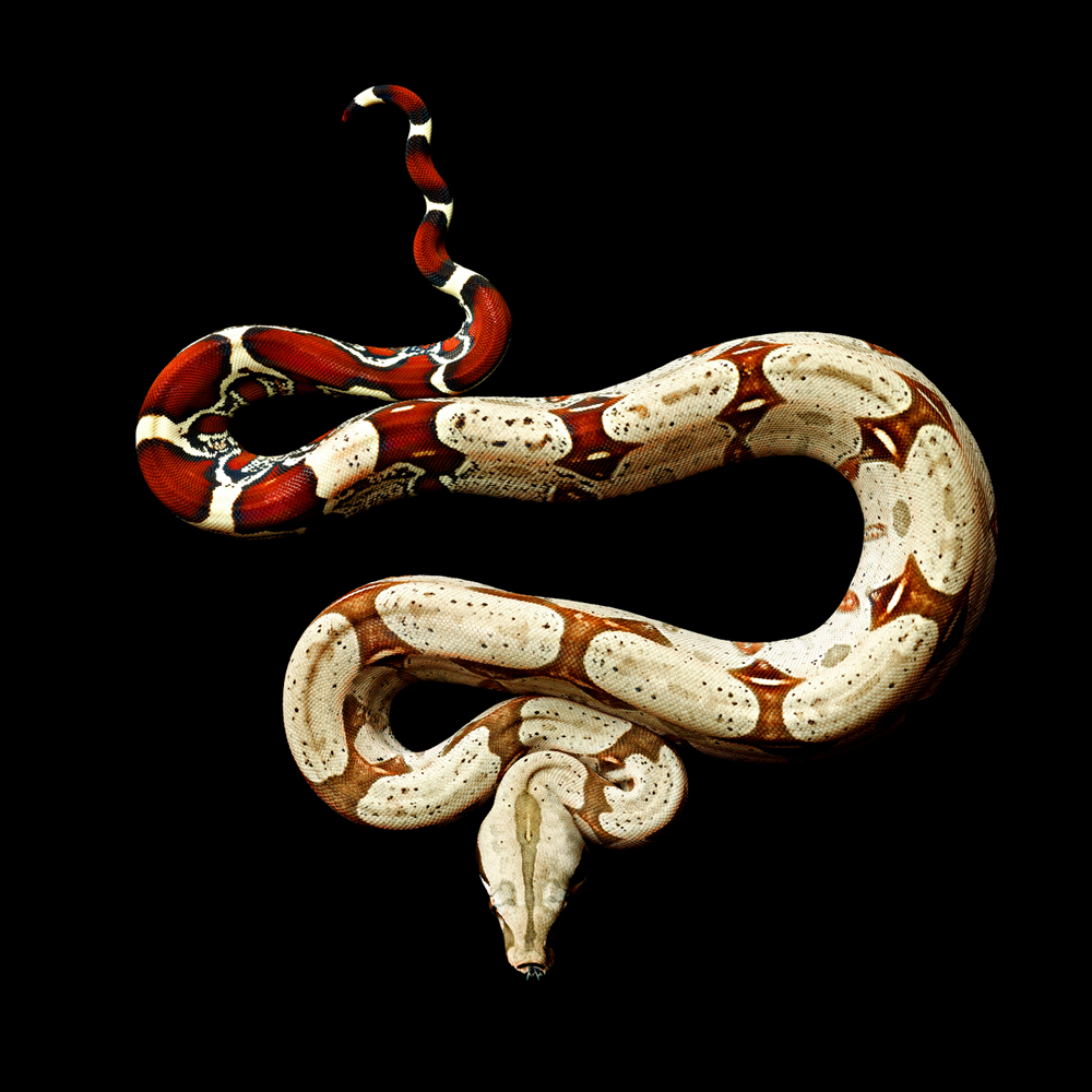 Featured image of post Black And Red Snake Wallpaper Download hd wallpapers tagged with snake from page 1 of hdwallpapers in in hd 4k resolutions