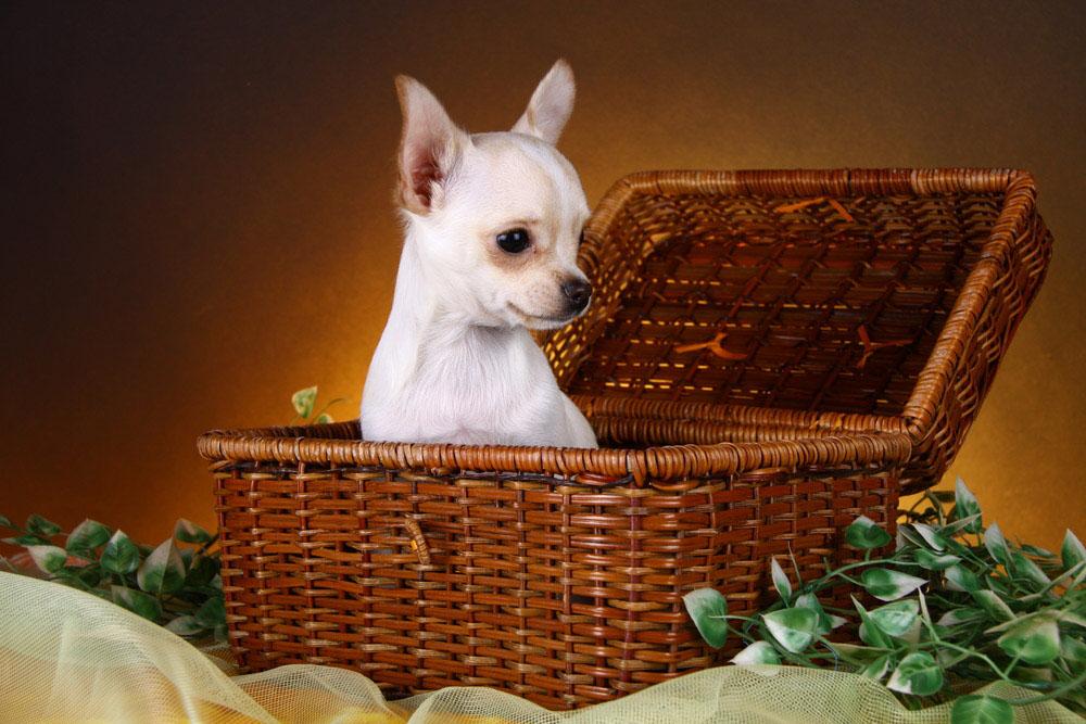 Chihuahua Wallpaper HD Android Apps On Google Play