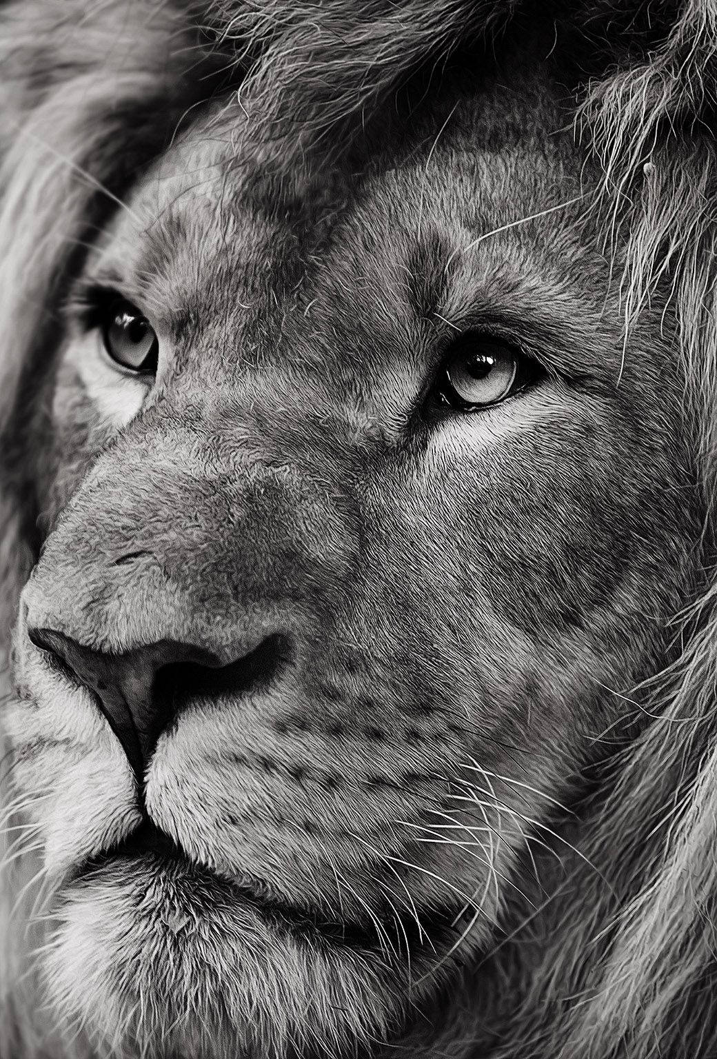 Lion iPhone Wallpaper