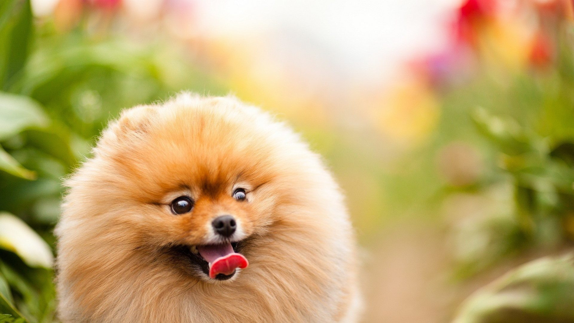 A cute Pomeranian dog with fluffy orange fur sits in a garden with its tongue out, looking happy