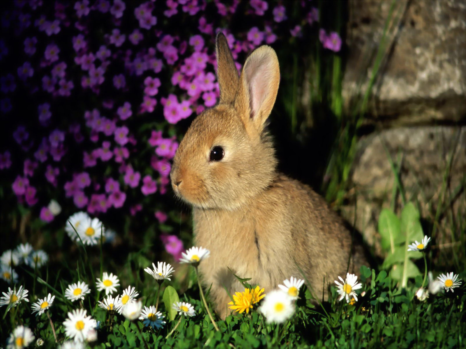 Top Beautiful And Cute Rabbit Wallpaper In HD
