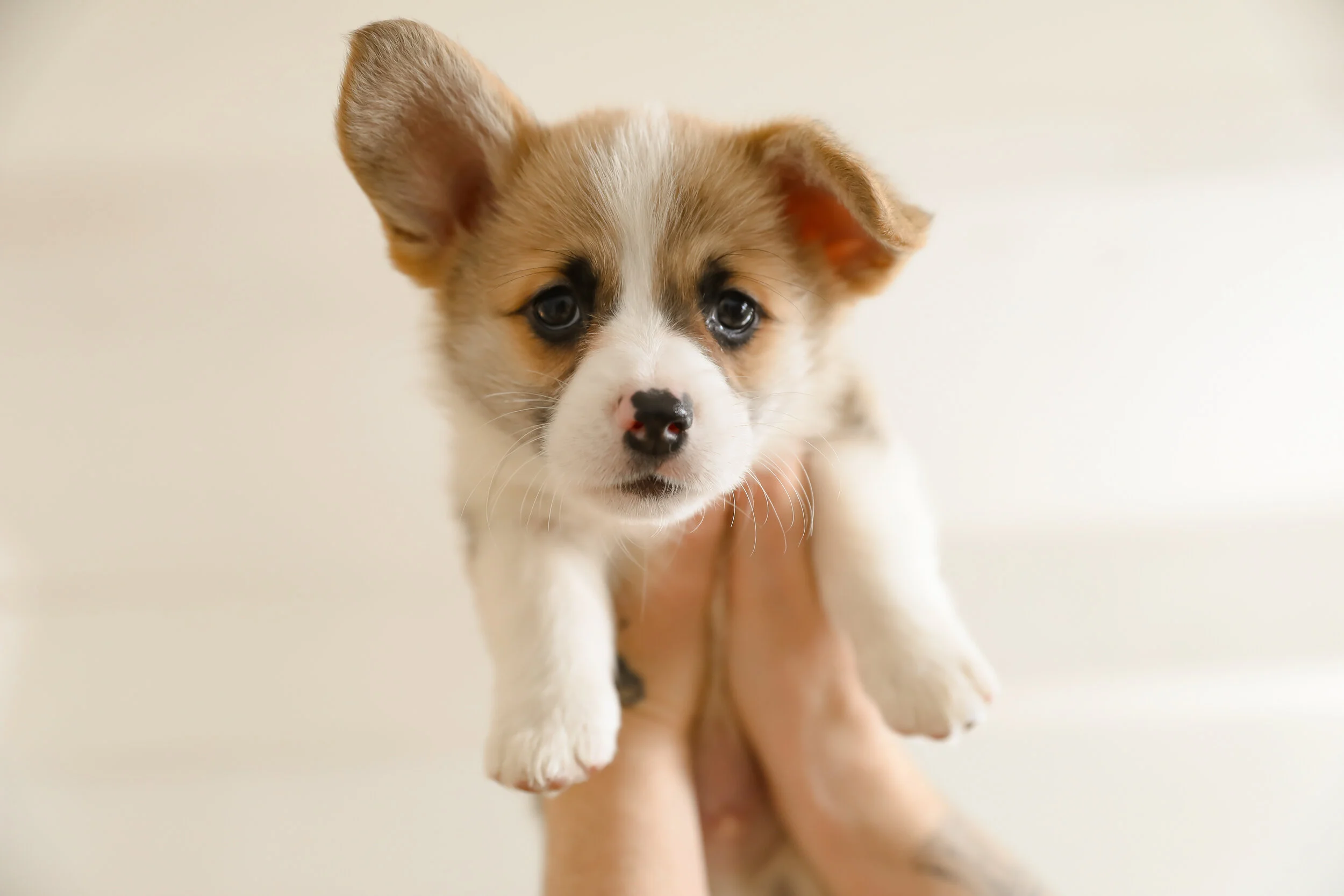 Complete Puppy Guide Wallpaper