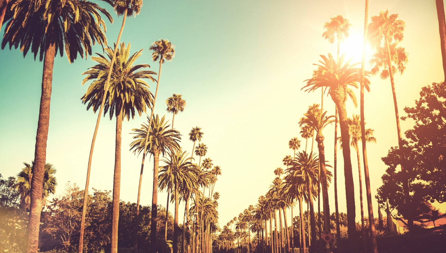 Palm Tree Sunset Wallpaper