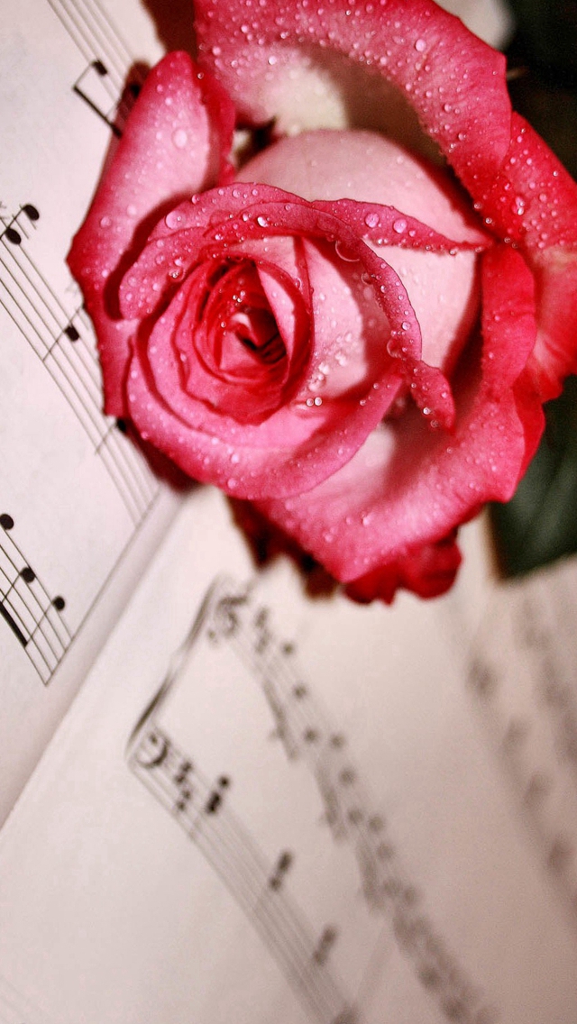 Dew Red Rose Lying Music Score iPhone Wallpaper