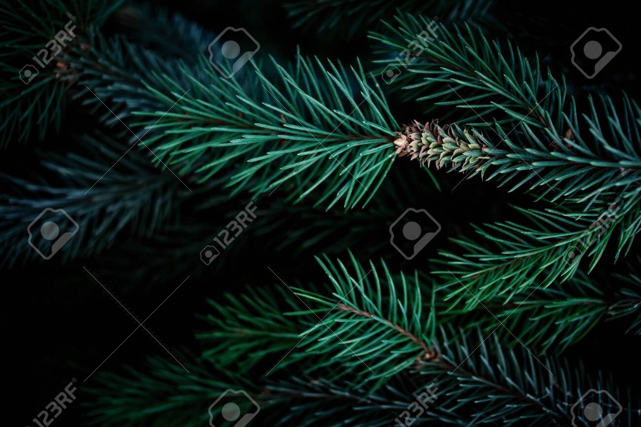 Christmas Fir Tree Branches Background Christmas Pine Tree