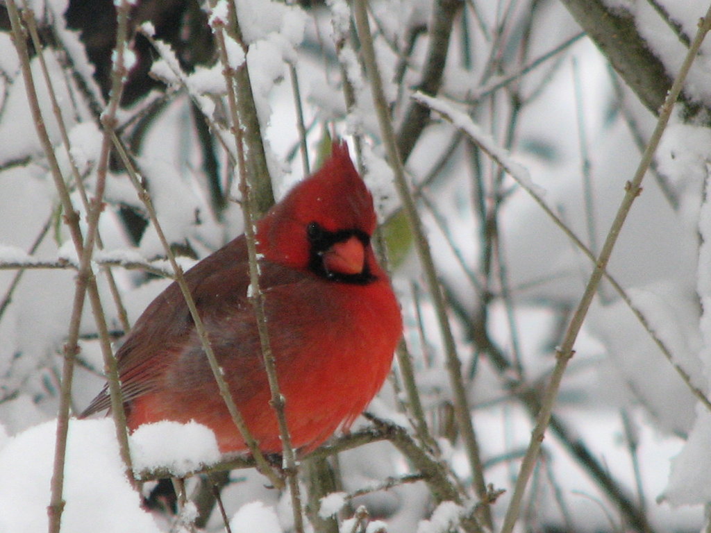 Winter Cardinal By From Far Away