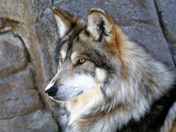Wolf Face Animal Wallpaper Cool