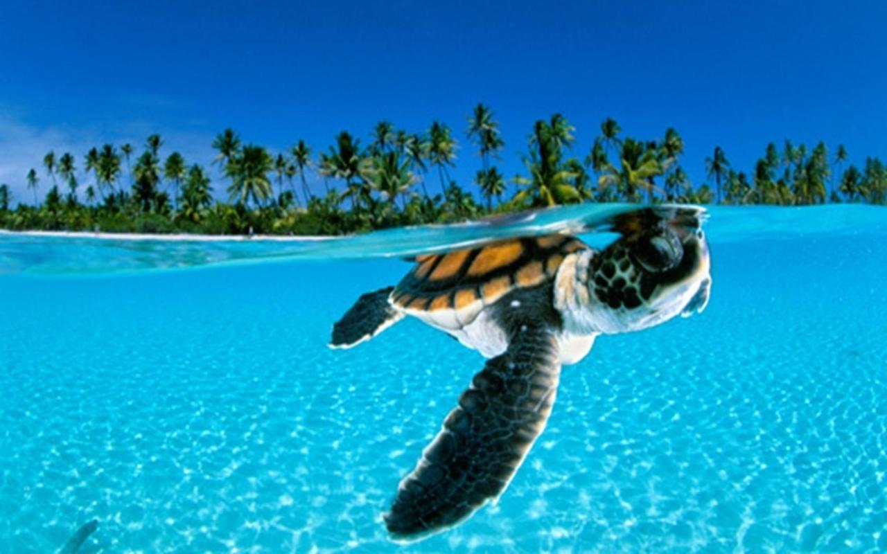 Cute Turtle Sea Desktop Wallpaper Picswallpaper