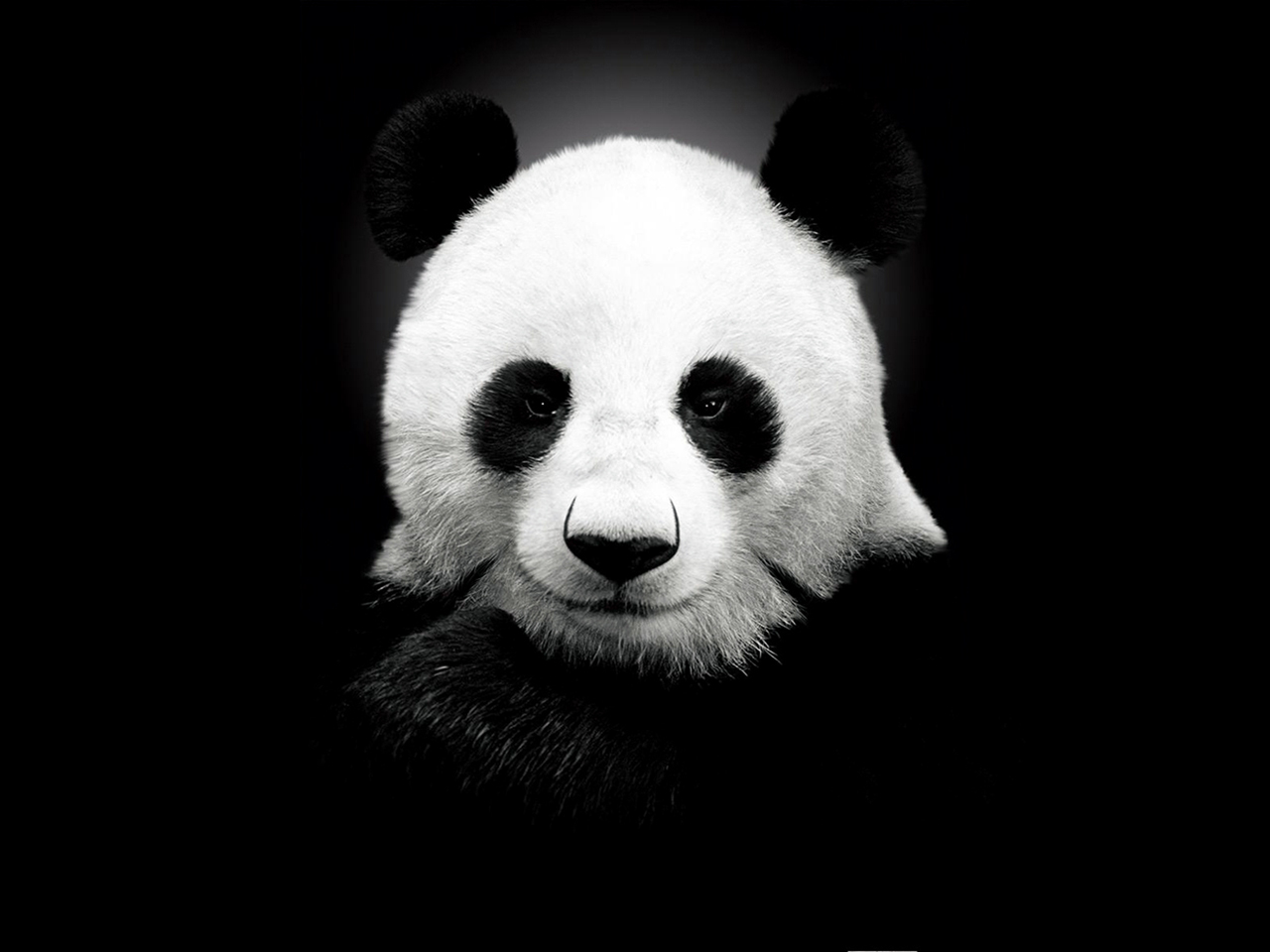 Giant Panda black and white wallpaper Black and white