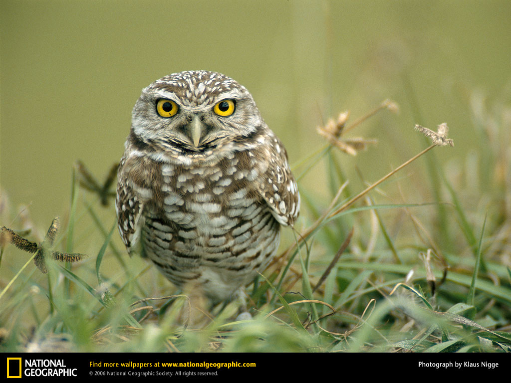 Owl Picture Desktop Wallpaper Animals