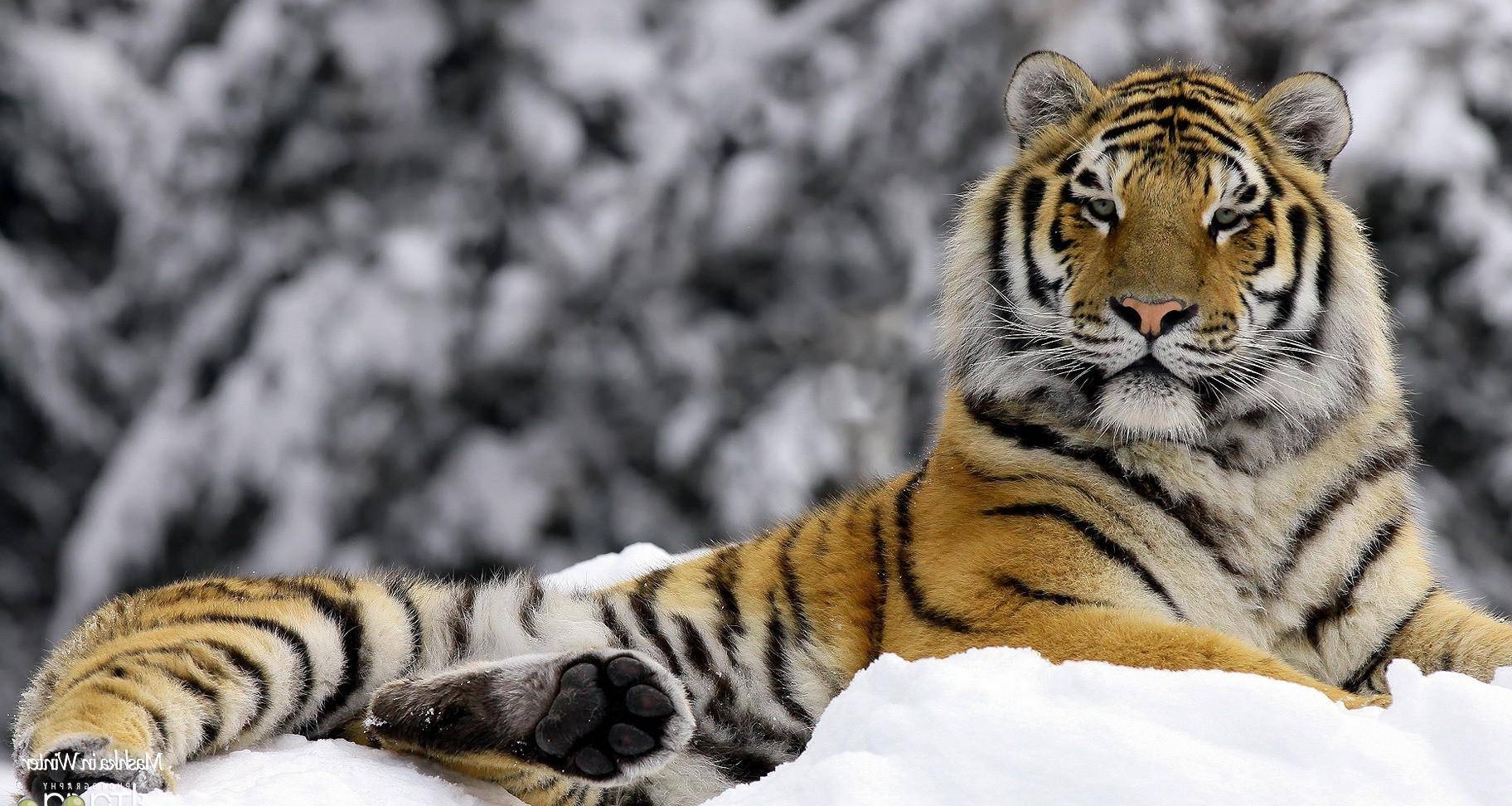 Similiar White Siberian Tiger Wallpaper Keywords