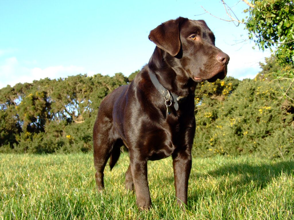Chocolate Lab Wallpaper 767326 1024x768px by Colin Fichtner