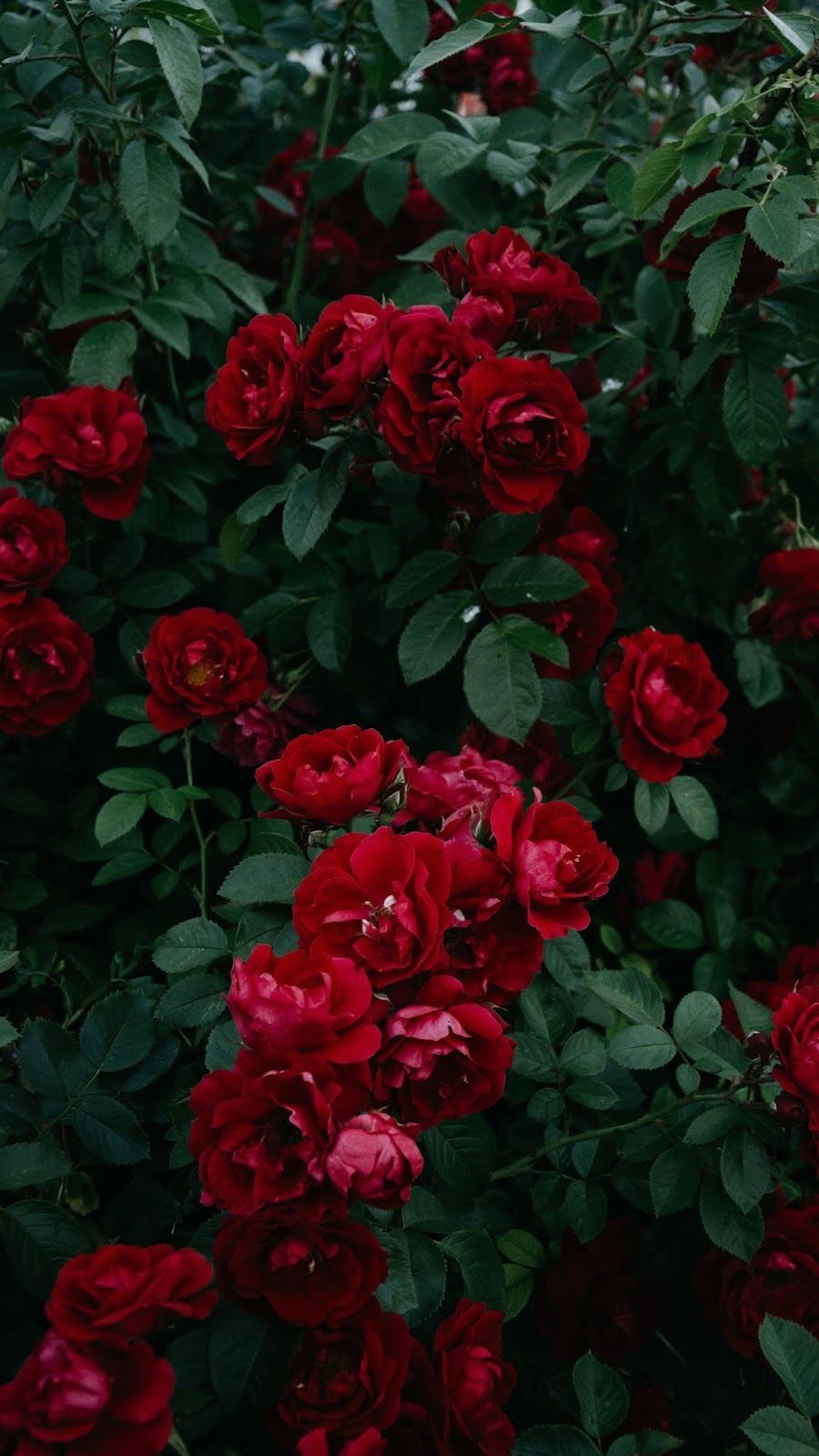 Những hình nền hoa hồng đỏ sẽ làm cho màn hình của bạn trở nên vô cùng đáng yêu và quyến rũ. Những cánh hoa đỏ tươi sẽ đem lại cảm giác ngọt ngào và đầy cảm xúc cho bạn. Hãy để chúng làm nguồn cảm hứng cho quá trình làm việc của bạn hoặc thư giãn sau những giờ làm việc căng thẳng nhé!