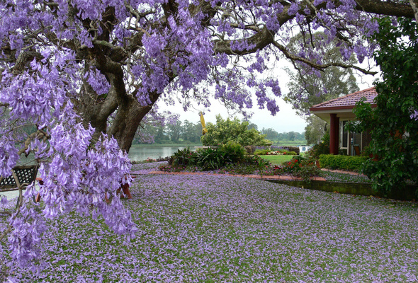 Wallpaper Flowers Spring House Garth Lilac Desktop
