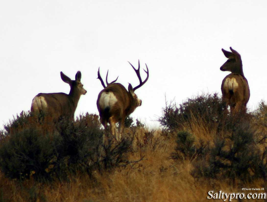 Mule Deer Wallpaper Utah Wildlife Photography All