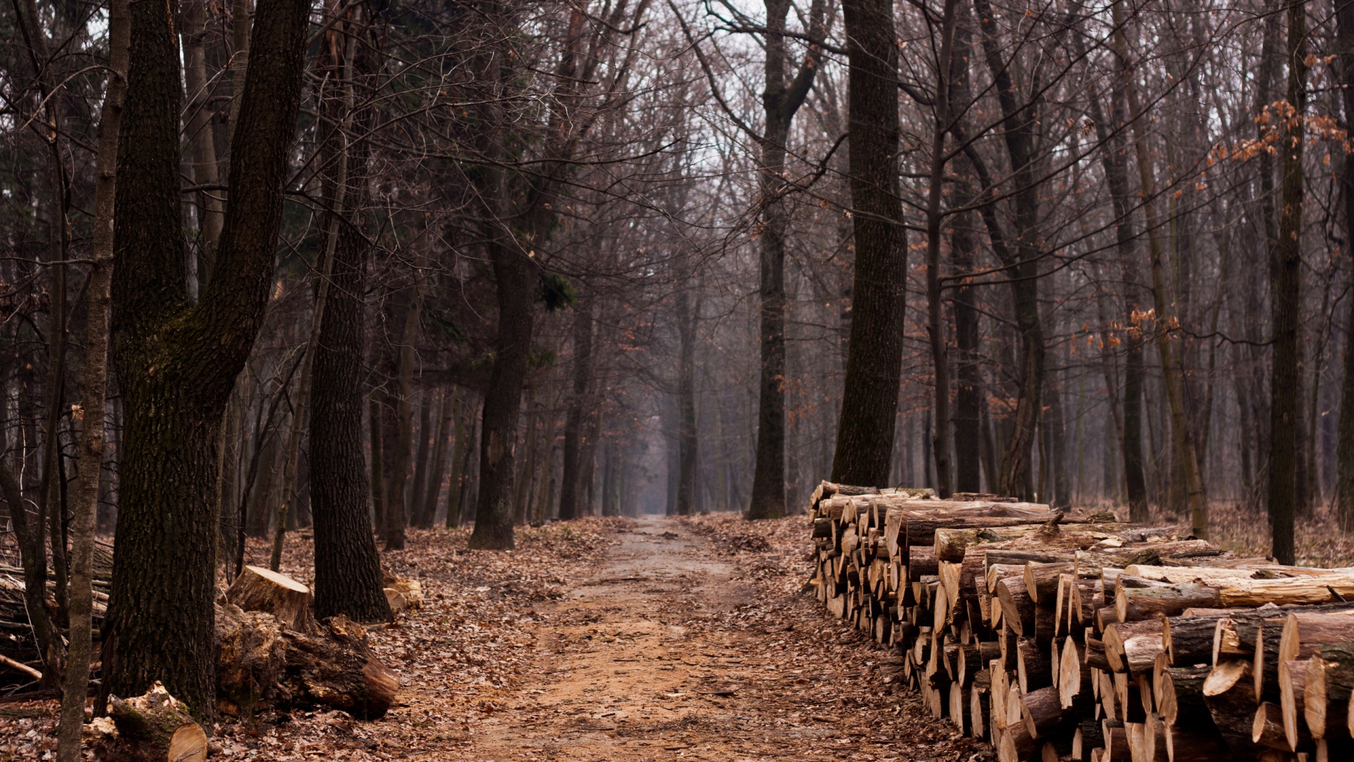  wood logs firewood from wallpapers4uorg your wallpaper news 1920x1080