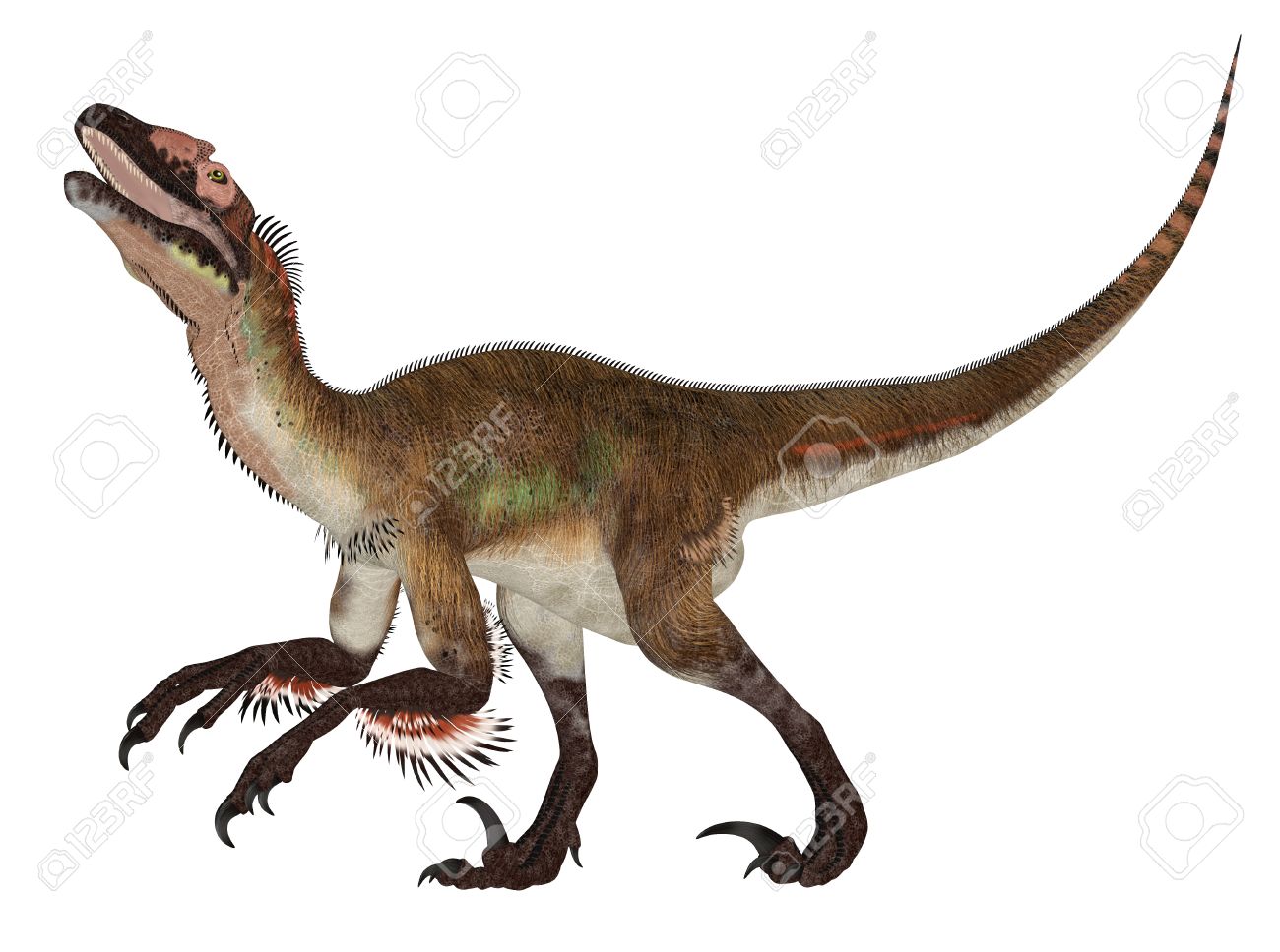 Illustration Of An Utahraptor Dinosaur Species Isolated On Stock