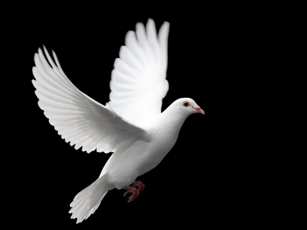Cool High Quality Pix Dove Wallpaper For Your Puter