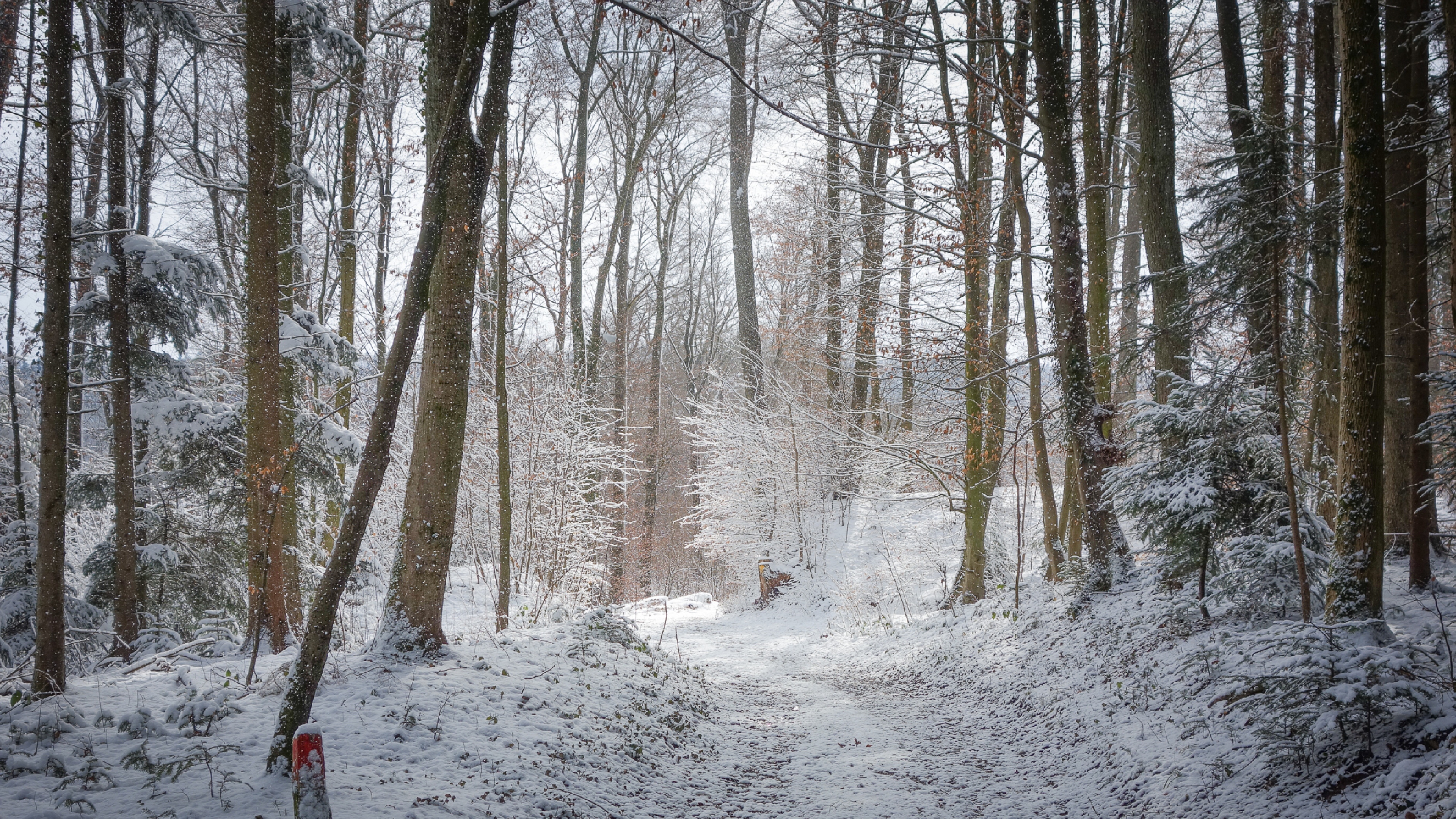 Winter Forest Wallpaper Image Photos Picture