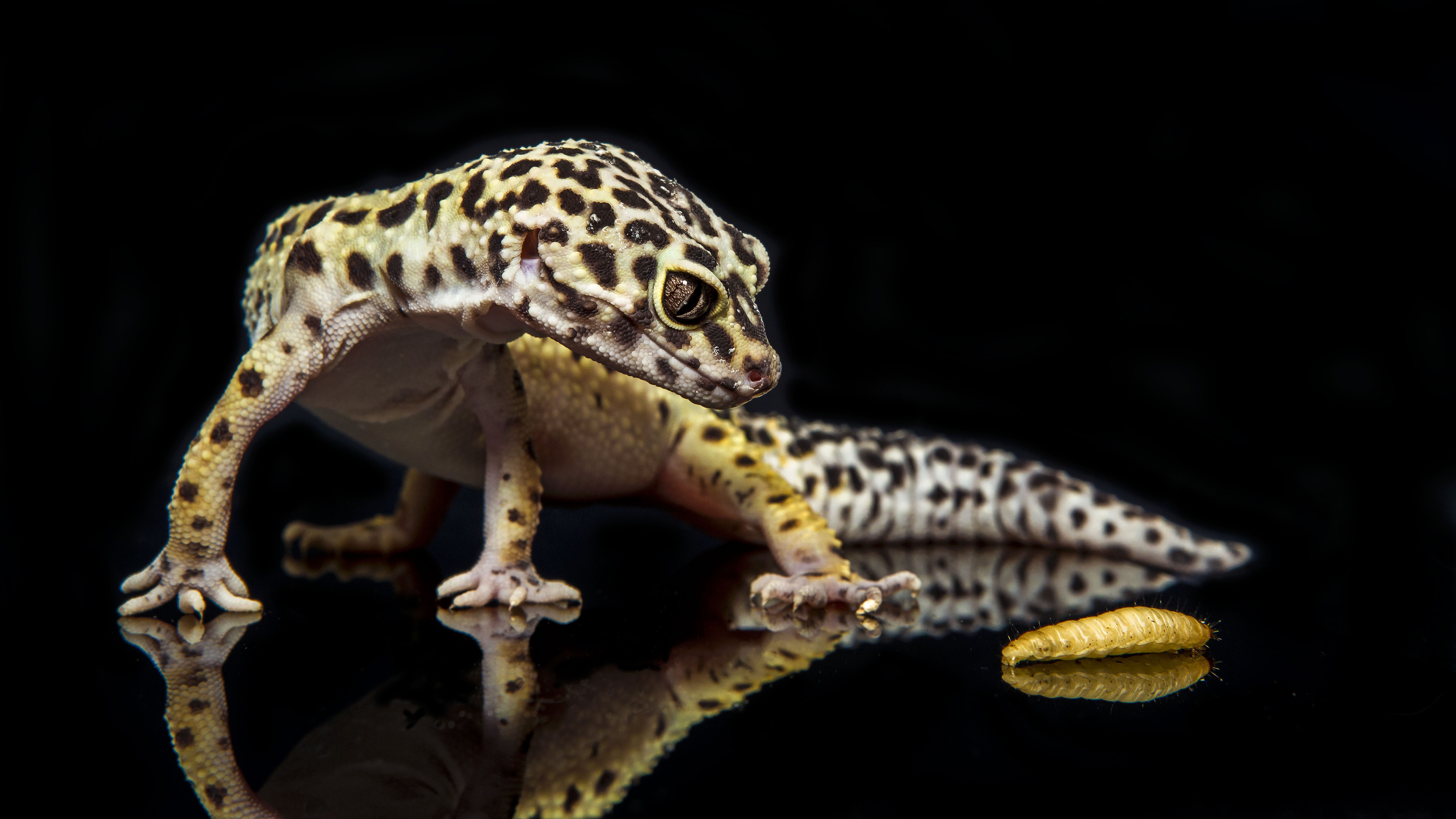 Leopard Gecko HD Wallpaper Background Image